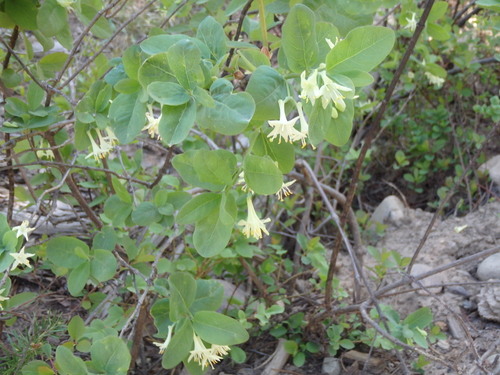 GDMBR: Wartberry Fairybells.